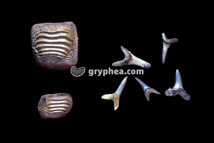 Dents raie + requin - gryphea.com